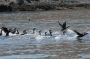 Baja05 - 150 * Brandt's cormorants take flight